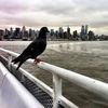 Video: This Pigeon Commutes From Manhattan To NJ On The Ferry Every Day
